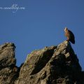 Vautour fauve - Massif du Caroux (Hérault - 34)