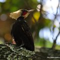 Pic à tête pâle (Celeus lugubris)