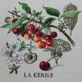 l'étude aux cerises de Veronique Enginger