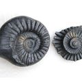 Très rare ammonite en nodule de l'Himalaya (le toit du monde)