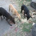 3 chiennes et chiots à la plage de Vieux Habitants