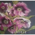 La plante du jardin - Les Hellebores.