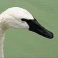 Cygne