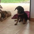 Deux chiots sur une plage de Deshaies