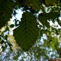 Les feuilles poissons (passées sous rayons x).