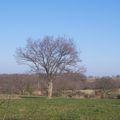 Petite promenade en campagne nérisienne