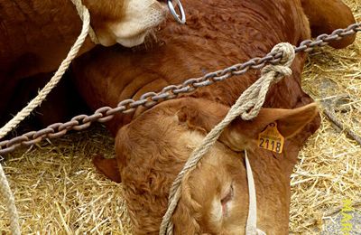 LES VACHES DES PAYSANS MARCHOIS SONT PETITES OU GRASSES, MARCHOISES OU LIMOUSINES