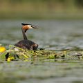 Grèbe huppé (Podiceps cristatus)