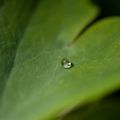 des diamants.....dans mon jardin