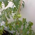 Des légumes aux balcons #09 : Ca pousse