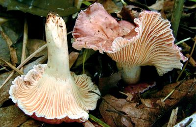 オトヒメアンズタケ Cantharellus atrolilacinus