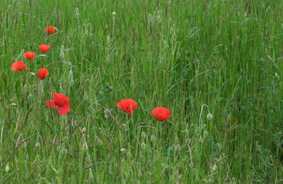 Quelle est donc cette fleur ? Vous reprendrez bien un peu d'été ?