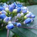 Ceux qui aimaient bien le jardin botanique, partie 2