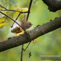 Troglodyte mignon (Troglodytes troglodytes - Eurasian Wren)