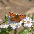 Collection de papillons, du ramoneur à la zygène