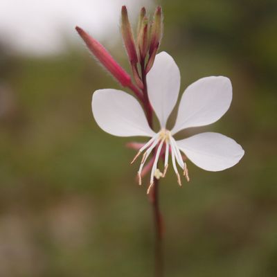 Quelques fleurs... (Gaura de Lindheimer, Hélianthes)