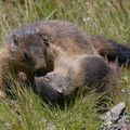 Quelle est la structure de la société des marmottes des Alpes?