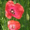 Coquelicots sucrés