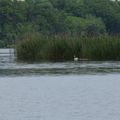 Petits oiseaux du lac de la forêt d'Orient... et pas que - 4