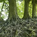 Comment les arbres discutent dans la forêt
