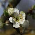 Fleurs de Pruniers 