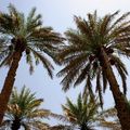Al Ain: palmeraie, mosquees et Djebel Hafeet...