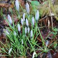 Février, le mois des crocus...