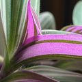 Un Tradescantia panaché qui apporte une touche originale