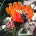 La cigale et la fleur d'opuntia