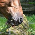 Les chevaux dans le jardin