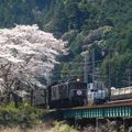 Les Sakura d'Ieyama