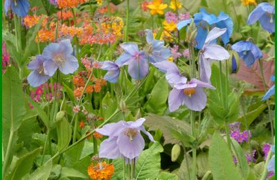 Les jardins d'Harlow Carr Yorkshire Angleterre 2/2
