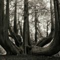 Beth Moon a photographié des arbres vraiment incroyables...
