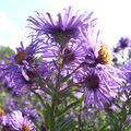 Asters d'automne