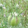 Fleurs de mon Jardin