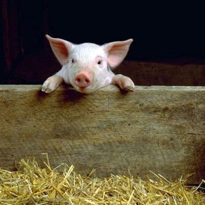 Le cochon le plus seul au monde...en quarantaine !