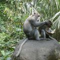La vie ou l'avis des animaux : "La hiérarchie selon les macaques Balinais"