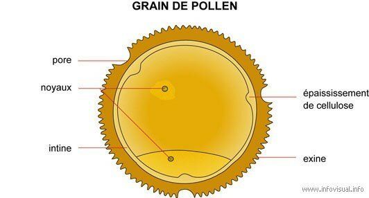 Pollen en coupe