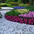 Ouverture du Keukenhof 