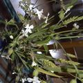  quelques fleurs des champs rapportées de Meuse, mises sur ma table c’est toute la gaieté d'une scène estivale qui apparait