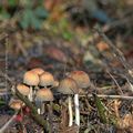 Champignons * Mushrooms #7