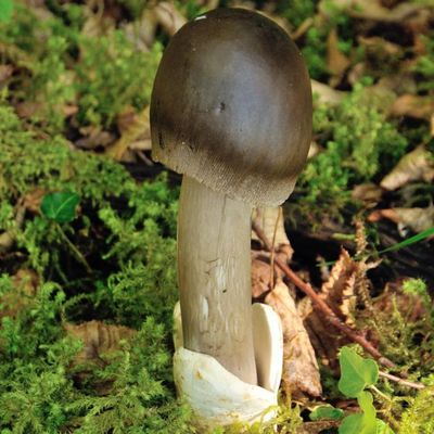 L'Amanite à volve épaisse