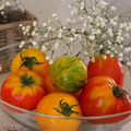 Profitez des dernières Tomates de Saison 