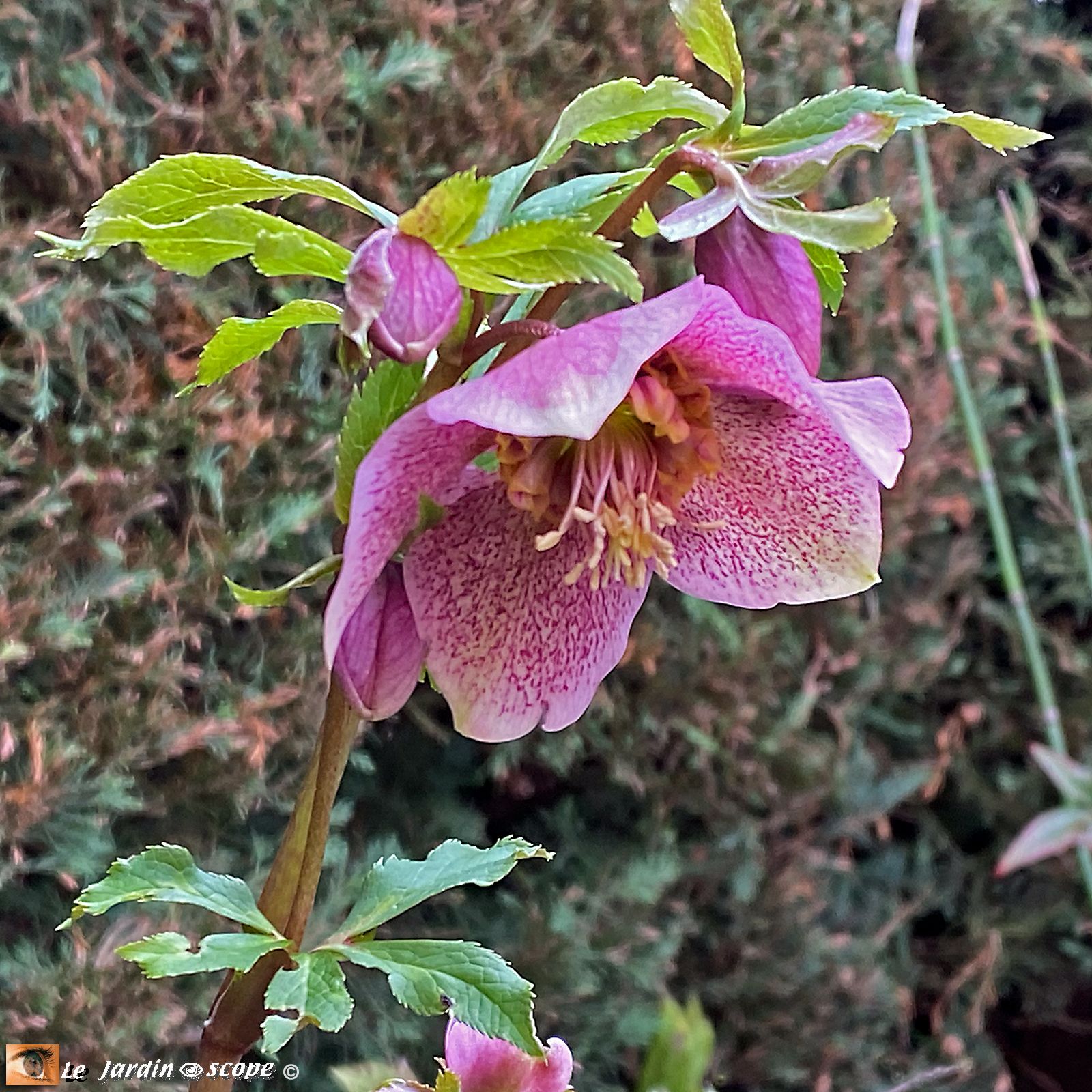 Hellébore hybride • Helleborus hybridus