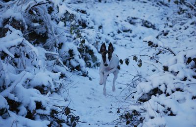 Dayton mon whippet dans la neige