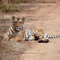 BANGLADESH - Du mieux pour les Tigres aux Sundarbans