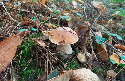 La saison des champignons 2022 (compte rendu et analyses...)