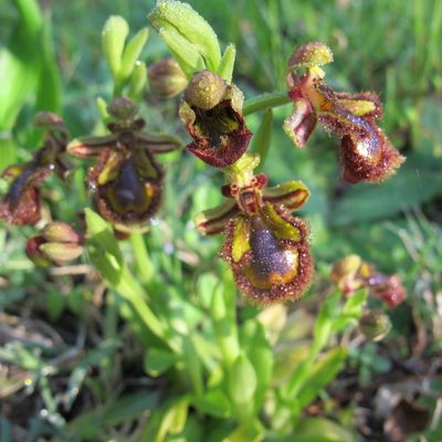 Ophrys miroir de toute beauté