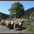 Bientôt la transhumance.