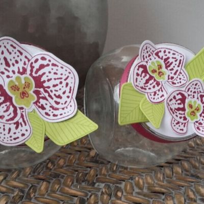 Orchidées grimpantes